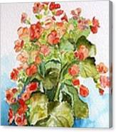 Begonias Still Life Canvas Print
