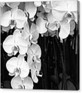 Bell Orchids Palm Springs Canvas Print