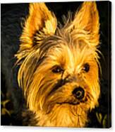Bella The Wonder Dog Canvas Print