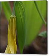 Bellwort Or Uvularia Grandiflora Canvas Print