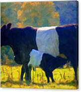 Belted Galloway Calf Canvas Print