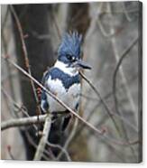 Belted Kingfisher Canvas Print