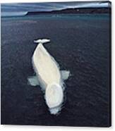 Beluga Whale Stranded At Low Tide Canvas Print