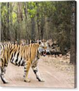 Bengal Tigress Crossing Track In Sal Forest Canvas Print