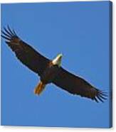 Best Soaring Bald Eagle Canvas Print