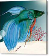 Beta Fish Canvas Print