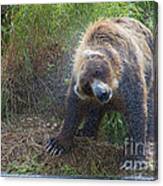 Big Brown Bear Shaking Off Water Canvas Print