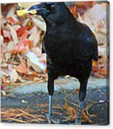 Big Daddy Crow Leaf Picker Canvas Print
