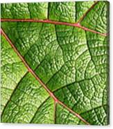 Big Green Leaf 5d22460 Canvas Print