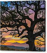 Big Oak Canvas Print