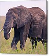 Big Wild Elephant Eating In Serengeti Canvas Print