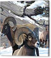 Bighorn Rams Canvas Print