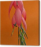 Bilbergia  Windii Blossom Canvas Print