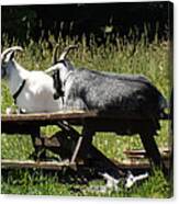Billy Goats Picnic Canvas Print