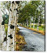 Birch Tree Lane Canvas Print