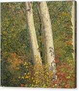 Birch Trees In Autumn Canvas Print