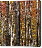 Birch Trees In Autumn Canvas Print