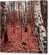 Birchforest In Fall Canvas Print