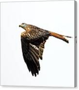 Bird Of Prey In Flight Canvas Print