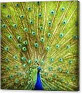 #bird #peacock #bronxzoo #zoo #wild Canvas Print