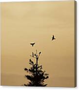 Birds Flying And Landing In Tree Dolly Sods Canvas Print