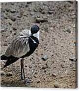 Birds Of A Feather Flock Alone Canvas Print