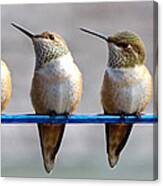 Birds On A Wire Canvas Print