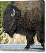 Bison In The Passing Lane Canvas Print