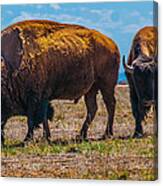 Two Bison In Field In The Daytime Canvas Print