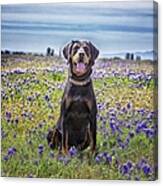 Black And Tan Coonhound In Field Of Canvas Print