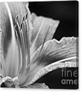 Black And White Daylily Flower Canvas Print