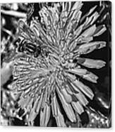 Black And White Hoverfly On Dandelion Canvas Print