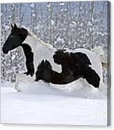 Black And White Paint Horse In Snow Canvas Print