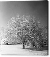 Black And White Winter Canvas Print