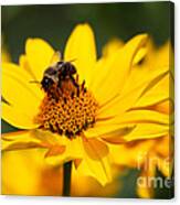 Black And Yellow Canvas Print