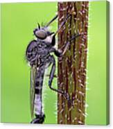 Black Assassin Robber Fly Canvas Print