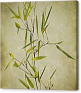 Black Bamboo Stem. Canvas Print