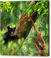 Black Bear Cub In Tree  - Artistic Canvas Print