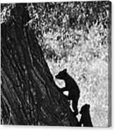 Black Bear Cubs Climbing A Tree Canvas Print