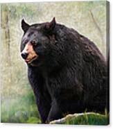 Black Bear Canvas Print