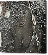 Black Beauty In A Blizzard Canvas Print