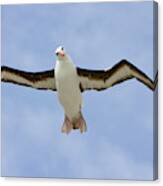 Black-browed Albatross Flying Canvas Print