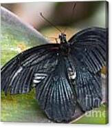 Black Butterfly Canvas Print