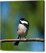 Black Capped Chickadee Perched On A Branch Canvas Print