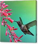 Black Chinned Hummingbird Canvas Print