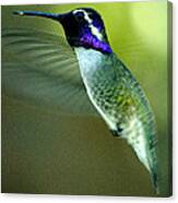 Black Chinned Male In Flight To Feeder Canvas Print