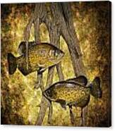 Black Crappies A Fish Image No 0143 Amber Version Canvas Print