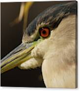 Black-crowned Night Heron Canvas Print