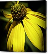 Black Eyed Susan 3 Canvas Print