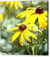 Black Eyed Susans Canvas Print